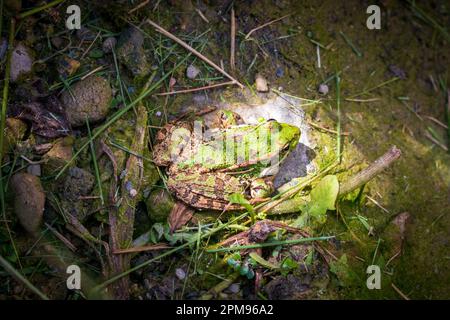 Pelophylax perezi, Iberian Green Frog Stock Photo