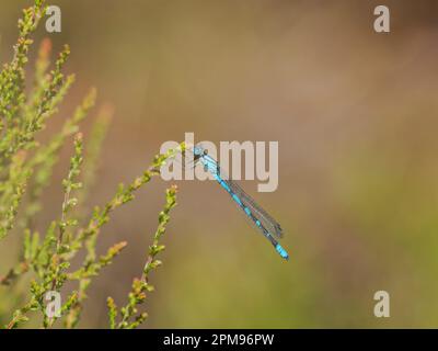 Common Blue Damselfly - on lichen covered rock Enallagma cyathigerum Beinn Eighe, Scotland,UK IN004000 Stock Photo
