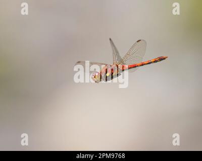 Highland Darter - in flight Sympetrum nigrescens Abernethy Forest, Scotland,UK IN004110 Stock Photo