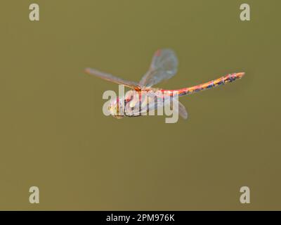 Highland Darter - in flight Sympetrum nigrescens Abernethy Forest, Scotland,UK IN004126 Stock Photo