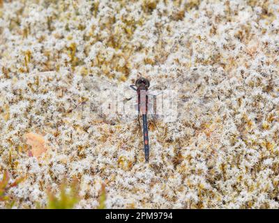 White Faced Darter - on sphagnum moss mound Leucorrhinia dubia Beinn Eighe, Scotland,UK IN004154 Stock Photo