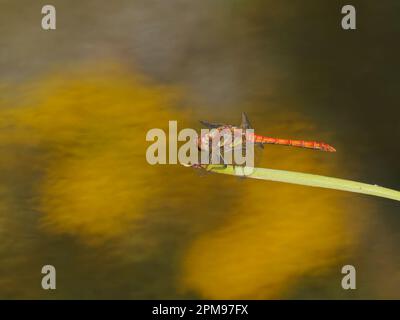 Common Darter Dragonfly - male Sympetrum striolatum Essex, UK IN004195 Stock Photo