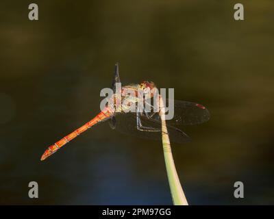 Common Darter Dragonfly - male Sympetrum striolatum Essex, UK IN004203 Stock Photo
