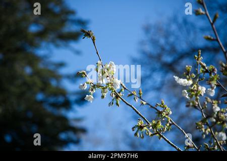 White spring blossom of ornamental Great White cherry tree prunus Tai haku in UK garden April Stock Photo