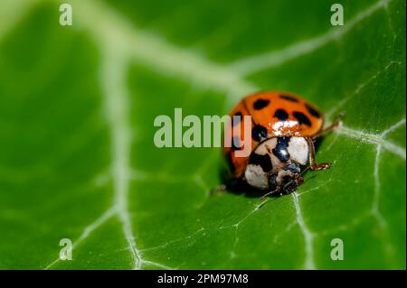 Macro shot of a ladybug sitting on an ivy leaf. Stock Photo