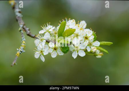 White blossom of an apple tree  against a soft focus green background Stock Photo
