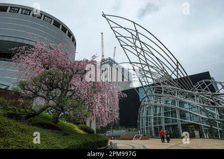 Osaka, Japan - March 24, 2023: A cherry blossom tree in front of the National Museum of Art and Science Museum in Osaka, Japan. Stock Photo