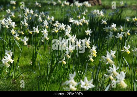 White and pale Yellow spring flowers of dwarf daffodil narcissus Jenny in UK garden April Stock Photo