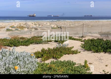 Cape Town, Western Cape, South Africa - April the 11th 2023: Dune rehabilitation project under way at Table View Beach. Stock Photo