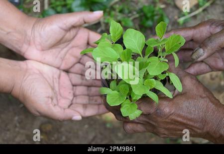 An elderly woman with wrinkled hands giving a seedling bag full with small vegetable plants (Eggplant sprouts) to young woman's hands, High angle view Stock Photo