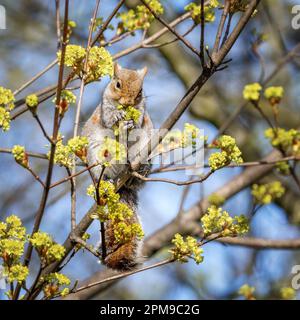 Grey squirrel (Sciurus carolinensis) smelling and eating the green flowers from a Norway maple tree, UK Stock Photo