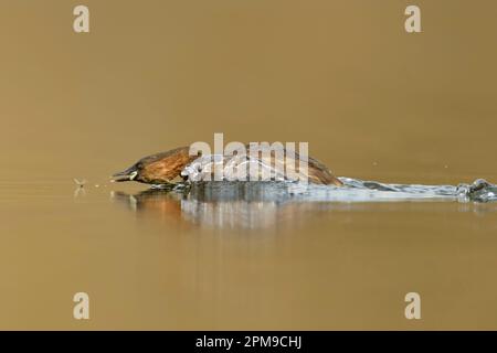 Little Grebe / Zwergtaucher ( Tachybaptus ruficollis ), adult in breeding dress, in action, hunting for an insect, wildlife, Europe. Stock Photo