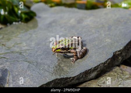 A green frog, Lithobates clamitans, rests in the water near the riverbank in summer. Stock Photo