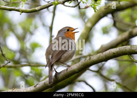 Robin singing (loch Leven, Scotland) Stock Photo