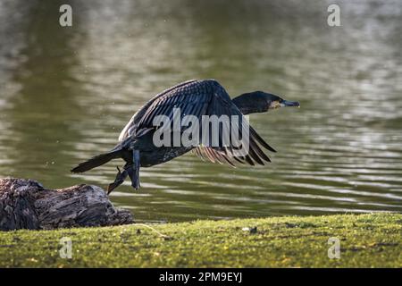 Cormorant flying off after eating large fish Stock Photo