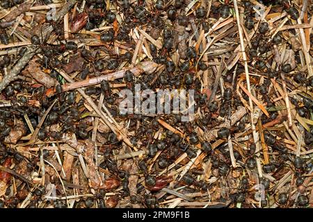 Top view of the anthill of Red wood ants, ants crawling al over Stock Photo