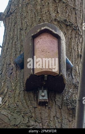Treecreeper bird nest box with entrances at the sides, designed for treecreepers, on a pine tree Stock Photo
