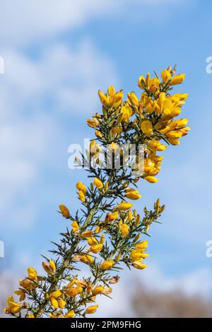 Yellow flowers of common gorse (Ulex europaeus) against a blue sky Stock Photo