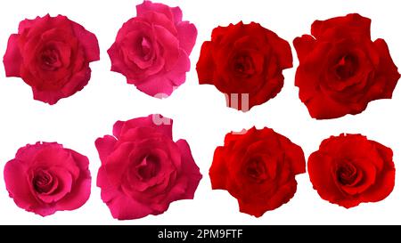 collection of red rose flower on white background. each one is shot separately Stock Photo