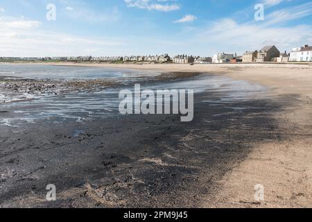 Sea coal on the beach at Newbiggin by the Sea, Northumberland, England, UK Stock Photo