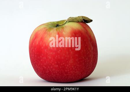A single classic rosy Pink Lady apple (malus domestica) with a leaf attached to the stalk. High-key macro soft focus studio image white background. Stock Photo
