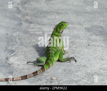 Green Iguana soaking up the sun on the Caribbean island of Sint Maarten. Stock Photo