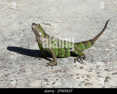 Green Iguana soaking up the sun on the Caribbean island of Sint Maarten. Stock Photo