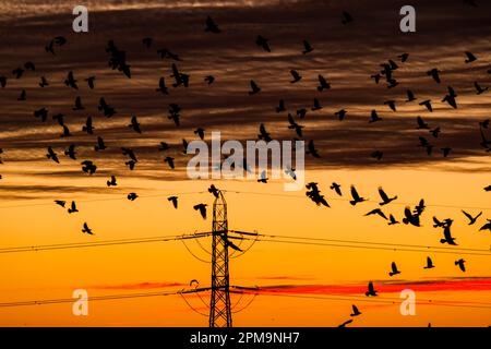 A flock of birds silhoutted against a deeply coloured sky at sunset. Stock Photo