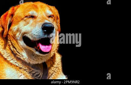 A portrait of a German Shepherd Lab mix pet dog. Stock Photo