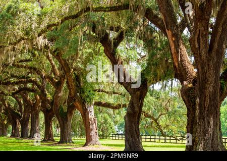 Southern plantations are a thing of the past. Stock Photo