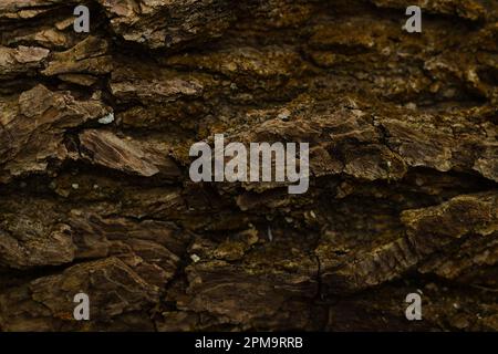 The texture of a piece of fresh maple wood bark. Stock Photo