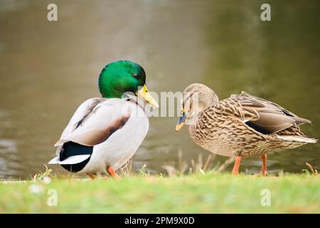 Wild duck (Anas platyrhynchos) couple, male and female, standing on the shore next to a little lake, Bavaria, Germany Stock Photo