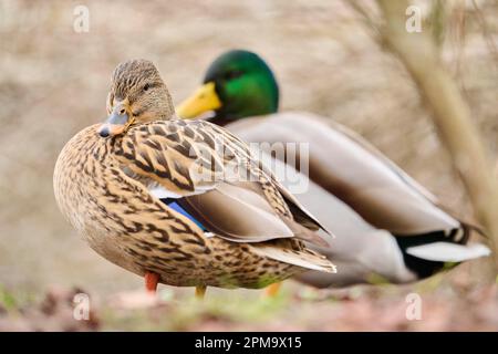 Wild duck (Anas platyrhynchos) couple, male and female, standing on the shore next to a little lake, Bavaria, Germany Stock Photo