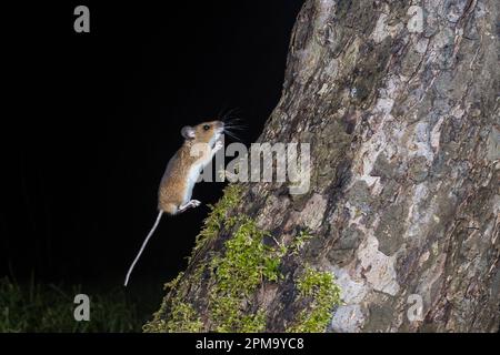 Wood Mouse (Apodemus sylvaticus) in mid air as it runs up the trunk of an apple tree at night, Cambridgeshire, England, UK Stock Photo