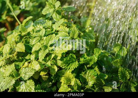 Watering melissa plant herbs in garden on sunny day, closeup detail drops falling to green leaves Stock Photo