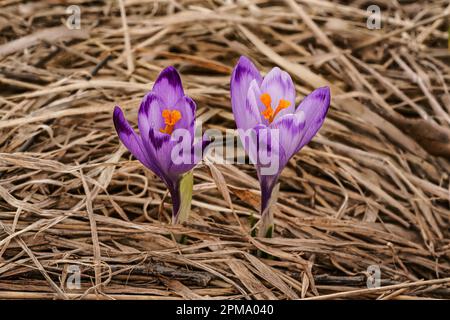 Wild purple and yellow iris ( Crocus heuffelianus ) flowers growing in shade, dry grass and leaves around Stock Photo