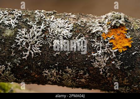 Yellow orange maritime sunburst lichen - Xanthoria parietina and some Hypogymnia physodes - growing on dry tree branch, closeup detail Stock Photo