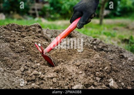 Detail on hand wearing black working glove, digging hole with small red grub hoe to plant seedlings in garden. Stock Photo