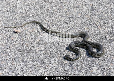 Western Whip Snake (Coluber viridiflavus) on a road in Sardinia Stock Photo