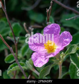 Cretan Rock Rose (Cistus creticus L.) Stock Photo