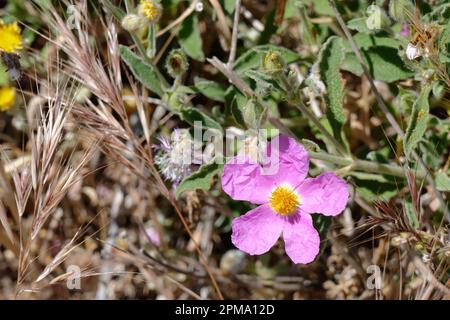 Cretan Rock Rose (Cistus creticus L.) Stock Photo
