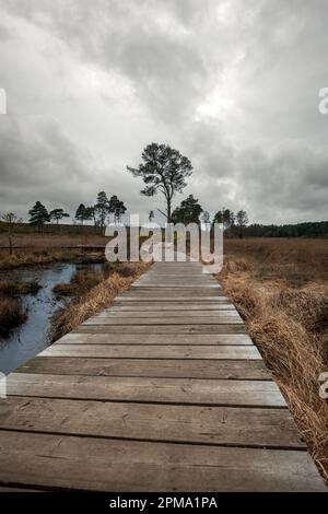 Wooden boardwalk, the Dragonfly Trail through Thursley Common in Surrey, UK. Stock Photo