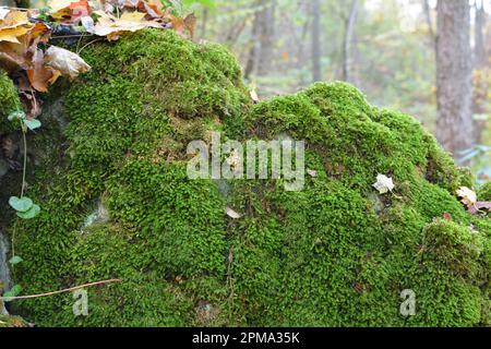 In the forest in the wild on the stone grows moss Anomodon Stock Photo
