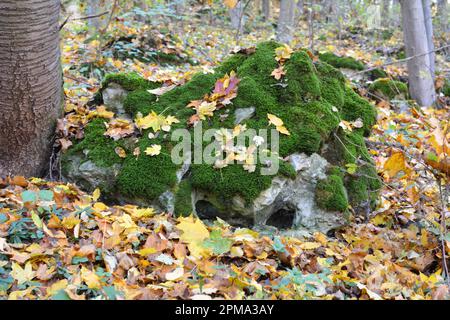 In the forest in the wild on the stone grows moss Anomodon Stock Photo