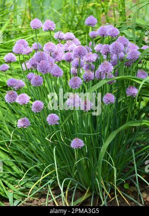 Decorative onion grows and blooms on a flower bed in the garden Stock Photo