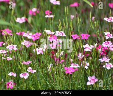 Carnation garden grows and blooms in the open ground Stock Photo
