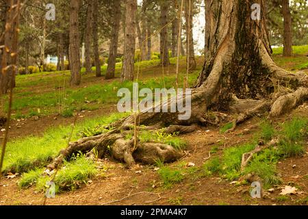 hollow tree roots in the park Stock Photo
