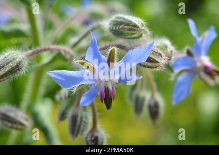 In summer, borage (Borago officinalis) grows in nature Stock Photo