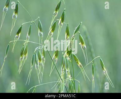 Wild oats like weeds growing in a field (Avena fatua, Avena ludoviciana) Stock Photo