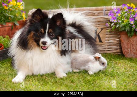 Mixed breed dog and dwarf ram rabbit, kitten, 5 weeks Stock Photo